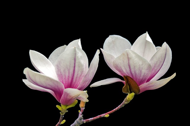 magnolia gwiaździsta
