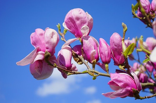 przycinanie magnolii