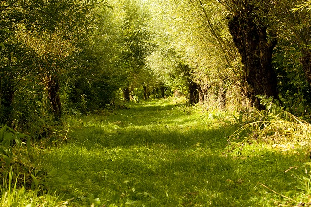 rozmnażanie wierzby