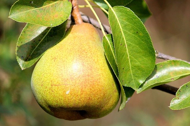przycinanie gruszy