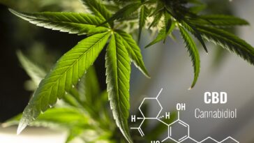 olej cbd